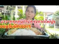Download Lagu # แซบโสตายเมนูมัก ตำบักหุ่งขนมเส้นผักเยอะๆ