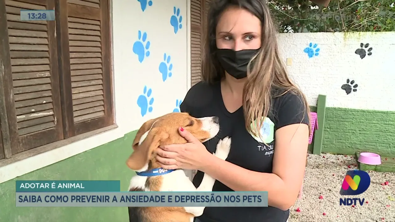 Adotar é Animal: saiba como prevenir a ansiedade e depressão nos pets