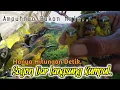 Download Lagu SUARA PIKAT PALING AMPUH KHUSUS BURUNG SOGON. AUTO LANGSUNG KUMPUL..