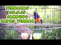 Download Lagu Tembakan MEWAH Murai Batu muntah isian Cililin sambung Kapas tembak.