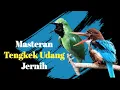 Download Lagu Masteran Tengkek Udang Untuk Isian Cucak Ijo