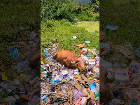A cow got trapped in a pond.