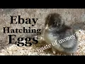 eBay Hatching Eggs A Waste of Money