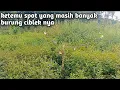 Download Lagu ketemu spot paling bagus // di sini banyak burung ciblek nya