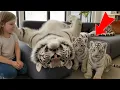 Lagu We Raised a RARE White Tiger… Look at Him NOW!Rare White Tiger Story