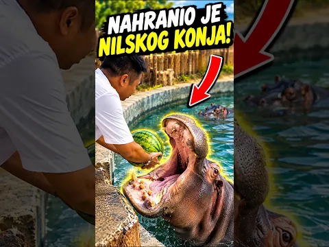 Moj Nilski Konj Je Jako Htio Lubenicu! 🍉🦛 #shorts