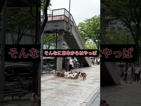 外国人は日本の風景に驚き、写真は常にホットな話題です。 #shorts #プチ知識 #日本 #海外の反応