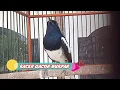 Download Lagu Suara Pancingan Kacer PAGI GACOR BUKPAR, DIJAMIN KACER LAIN BAKAL NYAUT IKUT GACOR
