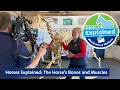 Horses Explained The Horse s Bones and Muscles