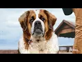 Dog Grooming Petco