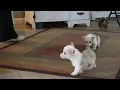 Welsh Corgi Puppies For Sale
