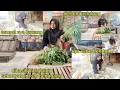 Download Lagu MELELES DIPASAR GK BISA DITEBAK⁉️HR INI CABE \u0026BAWANG