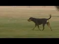 3 Boise city parks to offer seasonal off-leash program for pups