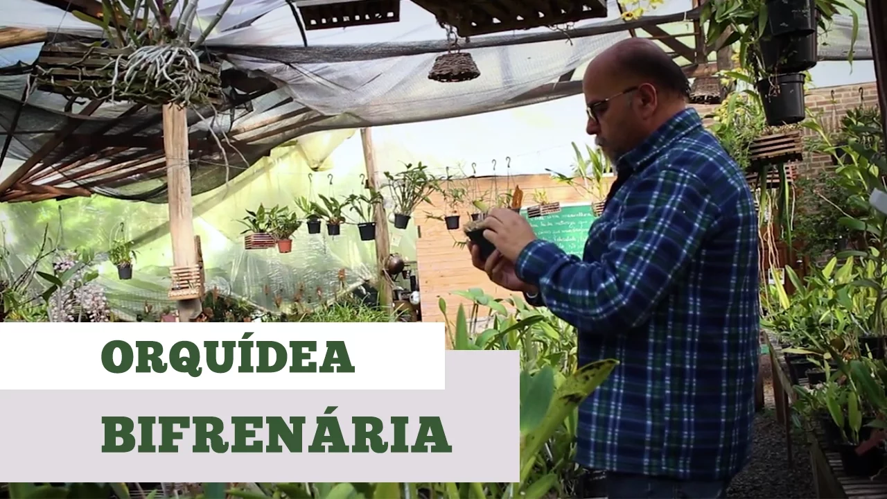 COMO CUIDAR DE ORQUIDEA BIFRENÁRIA