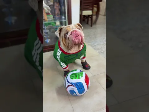 POLAR SE METIÓ EN PROBLEMAS CON EL VECINO OTRA VEZ 😂