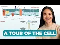 A Tour Of The Cell Structure Function Cell Biology