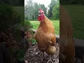 Download Lagu Golden Buff Orpington Crowing #shorts