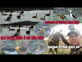 Download Lagu WOOOW ternayata #burungbelibis di sini tambah banyak #hunting #berburu #burung #belibis 