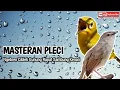 Download Lagu MASTERAN PLECI NGEBREN CIBLEK GUNUNG PANJANG SAMBUNG KENARI