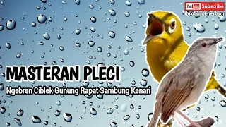 masteran pleci ngebren ciblek gunung panjang sambung kenari
