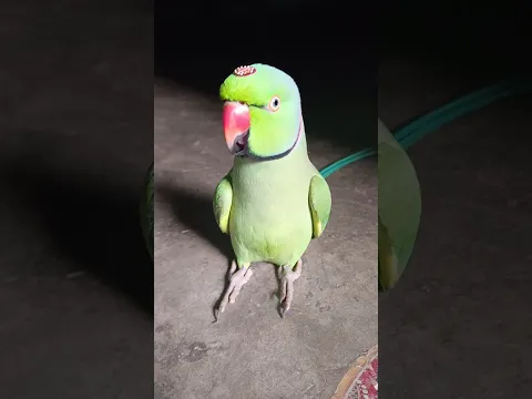 #mummy ek gilas Pani de do #funny #funnyanimal #funnyparrot #talkingparot #funnyvideo #viralreels...