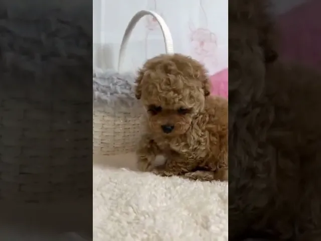 動画