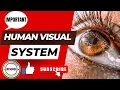 The Visual System How Your Eyes Work Structure of the Human Visual System