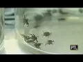 Ask Dr Mike Ticks Wild Turkeys
