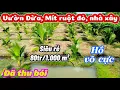 Download Lagu 2,3 hecta. 600 🌴 cây dừa, 140 cây mít ruột đỏ. View suối, Hồ cá nước quanh năm. Nhà xây. Giá 80tr/s