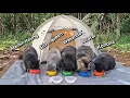 Download Lagu Camping With Cats - Bermain Ayunan Tampah Dan Menjelajah Alam Sekatar