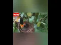 Download Lagu Anakan Burung Pancawarna Kelaparan .#shorts