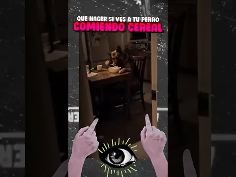 Que hacer si encuentras a tu perro comiendo cereal 💀
