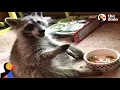 Download Lagu Raccoon Acts Like A Human After Rescued by Kind Woman | The Dodo