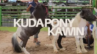 rday stable h dwi susanto kuda pony kawin