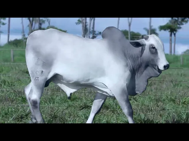 Touro Nelore OCT - 239