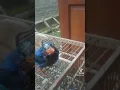 Anakan TENGKEK RAJA UDANG, Burung Masteran..