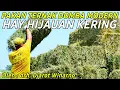 Download Lagu MENGENAL PAKAN DOMBA MODERN HIJAUAN KERING HAY MURAH DAN MUDAH | CERITA PETERNAK SUKSES
