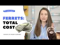 True Cost of Ferrets REAL Owners Answer