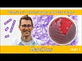 Download Lagu Bacillus (Deel 1) - Veterinaire bacteriologie en mycologie