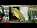 Download Lagu Masteran pleci suara lomba pleci ( pancingan agar pleci bermental lomba)
