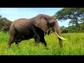 Ship Wrek Zookeepers - Ark [NCS Release]