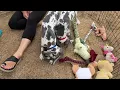 Harlequin Great Dane Puppies in Michigan