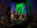 Download Lagu W\u0026W - OIIA OIIA (Spinning Cat) [DJ CAT 😆🤣]