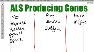 Ball Python Genetics 101 - Episode 3