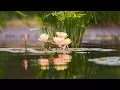 Download Lagu Sáo Trúc Nhẹ Nhàng Tĩnh Tâm Thư Giãn Thanh Lọc Nội Tâm Giúp Ngủ Ngon - Nhạc Thiền Không Lời Hay Nhất