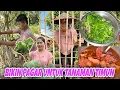 Download Lagu MASAK AYAM KAMPUNG KUAH ANGKAK LANJUT PANEN SAYUR KAILAN CANTIK DAN SUBUR
