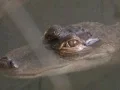 Animal Control ride along