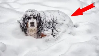 Hero Dog Saves Child in Freezing Siberia