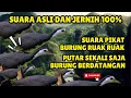 Download Lagu SUARA PIKAT BURUNG RUAK-RUAK ASLI SUARA JERNIH, TANPA IKLAN AMPUH 100%