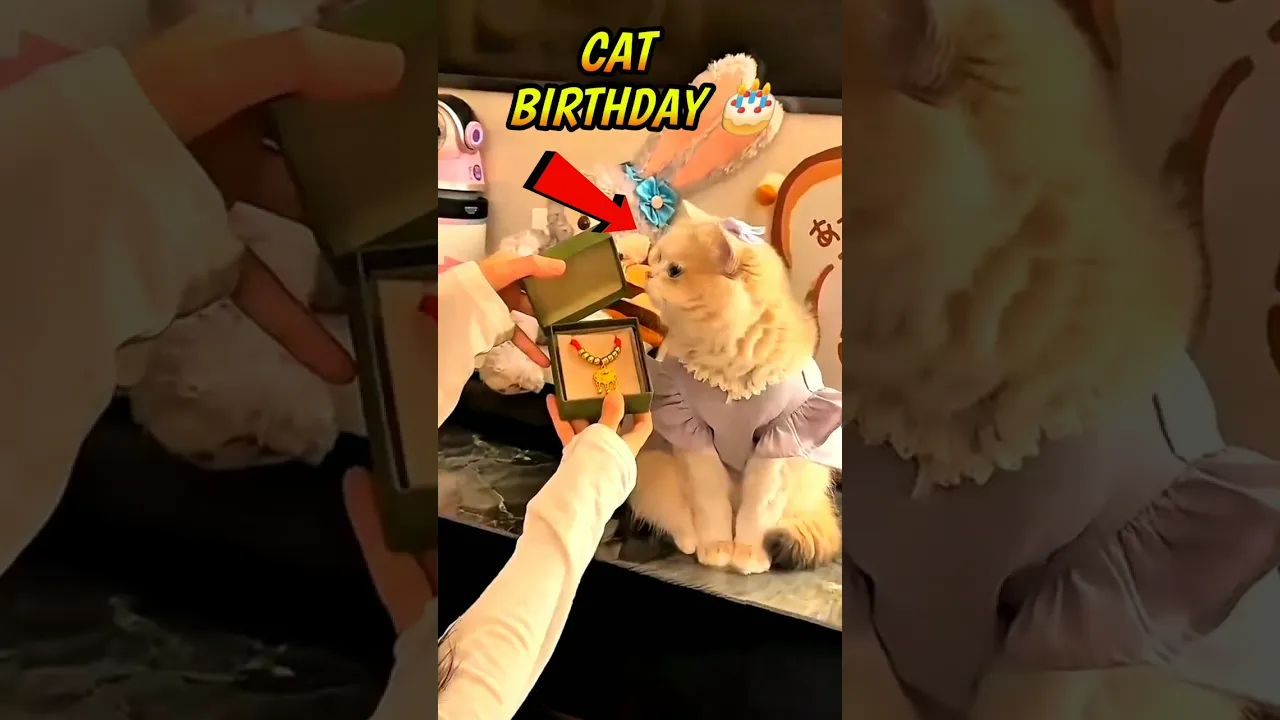 Cat Birthday π₯³π